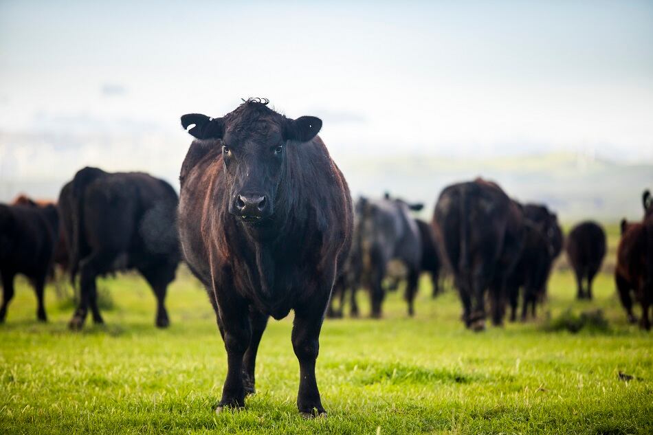 Walmart-acquires-minority-stake-in-Sustainable-Beef.jpg