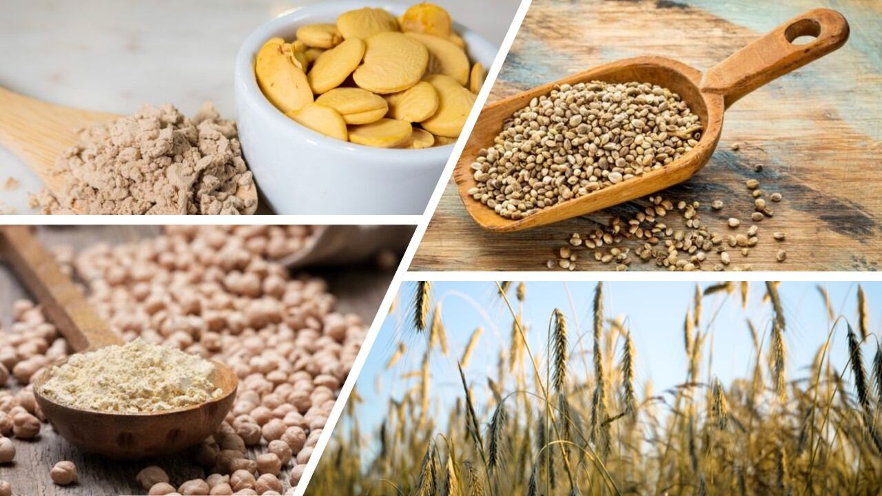 Four emerging plant proteins to watch: Pongamia, hemp, barley, and chickpea