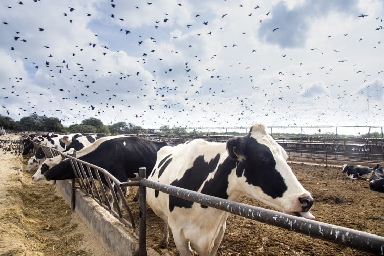 Bird flu in US dairy: What we know so far plus tips for producers (updated)