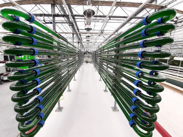 Microalgae strain from volcanic hot springs has ‘protein-rich food’ potential