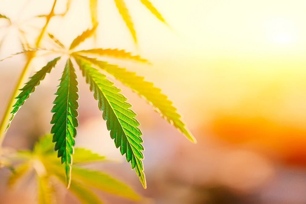 Top-FDA-official-Anyone-who-thinks-CBD-is-lawful-is-mistaken.jpg