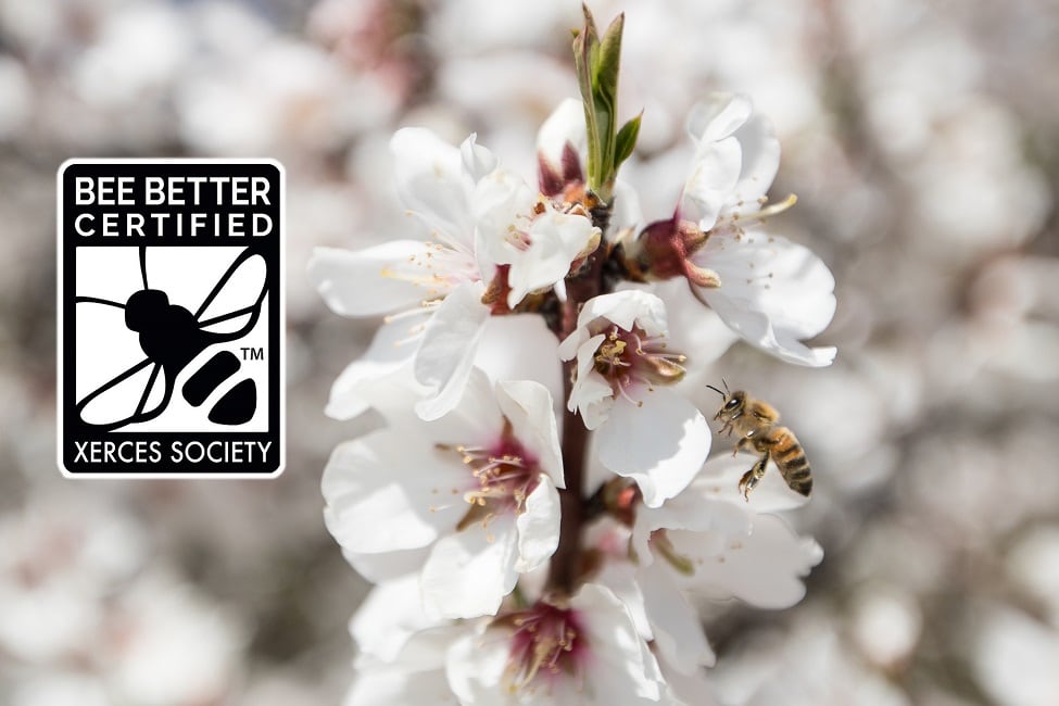 'We need bees': Häagen‐Dazs displays bee-friendly seal on ice cream flavors with almonds