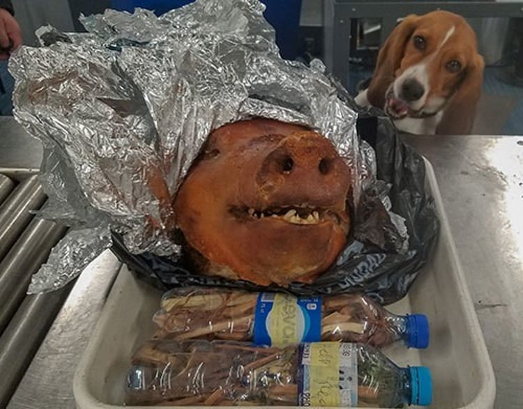 USDA dogs sniffing out African Swine Fever