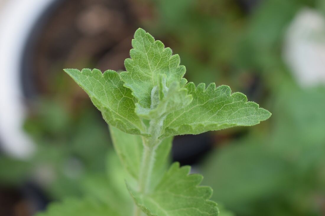 SweeGen-obtains-GRAS-status-for-Reb-B-stevia-sweetener.jpg