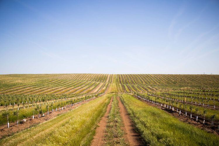 California-Olive-Ranch-olive-trees.jpg