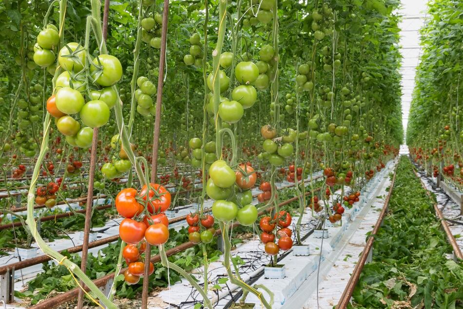Stress-blocking plant technology receives green light in California