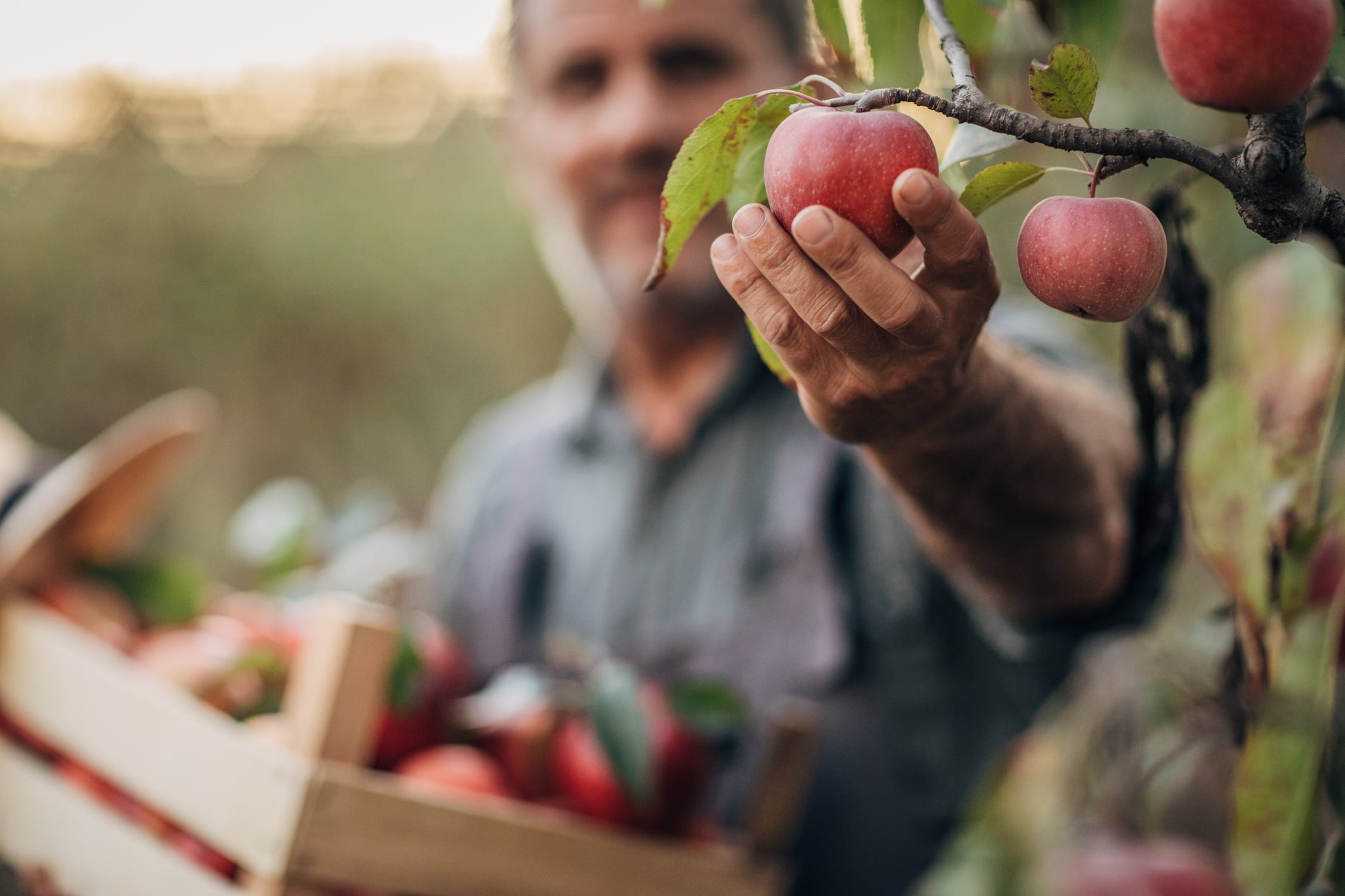How to cut fruit prices by stopping the drop. Image: A smiling farmer picks a ripe apple