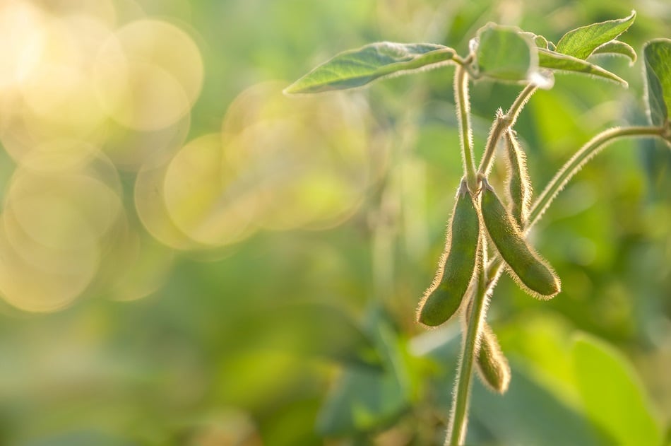 Benson Hill goes public accelerating plant-based food ingredients technology