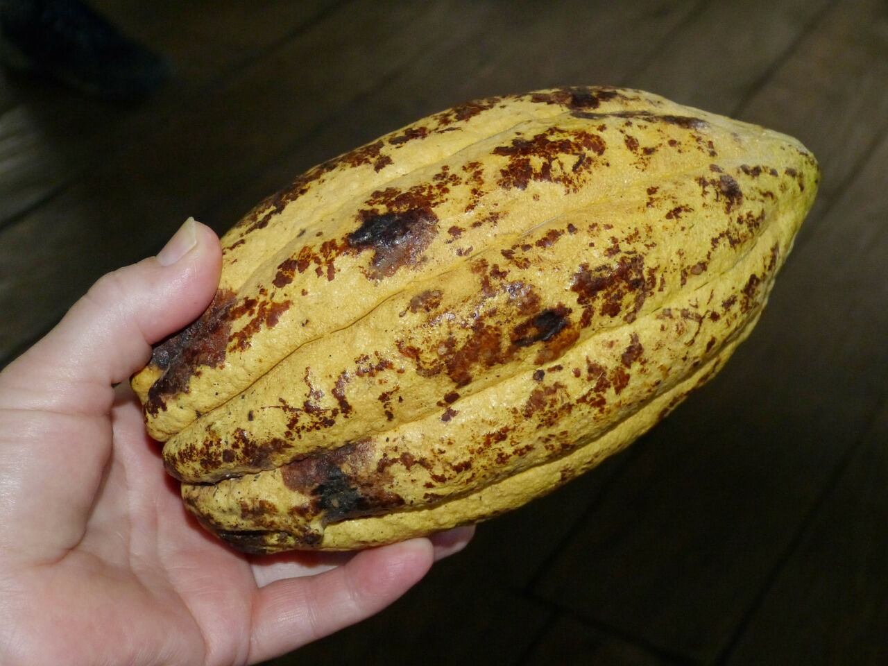 cocoa-bean.jpg