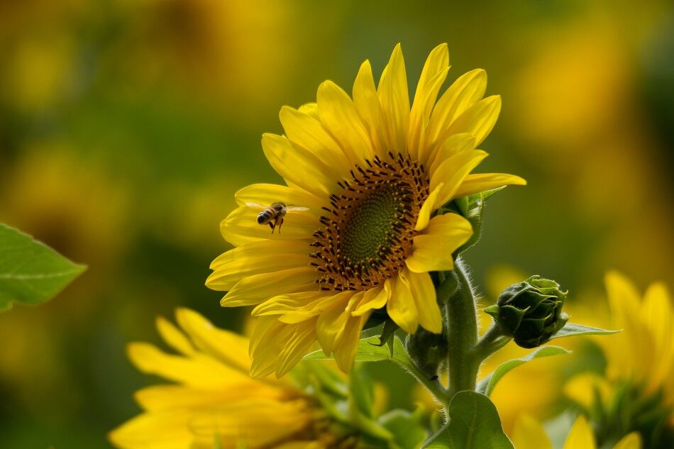 BeePollination.jpg