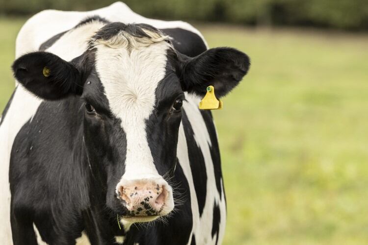 WHO’s ‘great concern’ over US bovine influenza outbreak