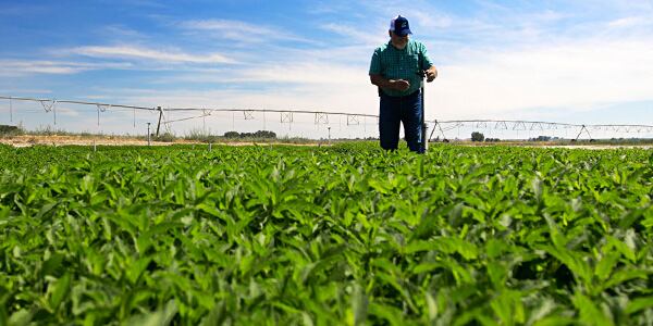 Q2_IMC_CorpCust_FoodNavPromotional_SupportingImage1_600x300.jpg