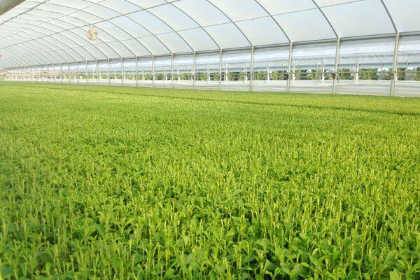 GA_stevia_transplants-Sweet-Green-Fields.jpg