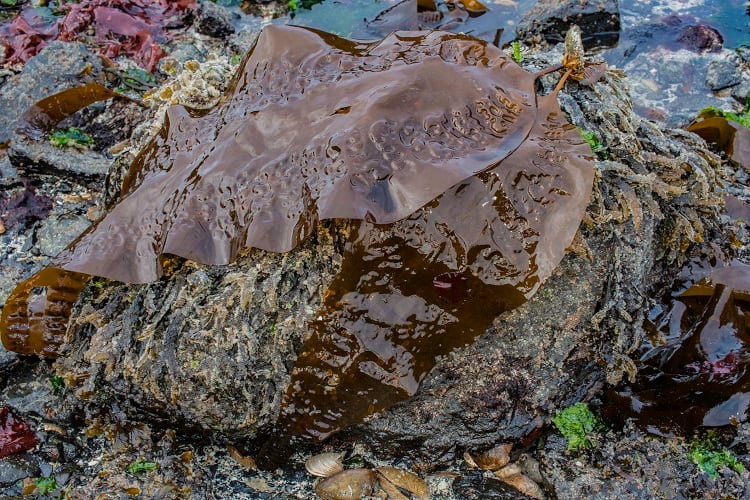 sugar-kelp-Gerald-Corsi.jpg