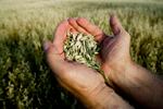 wholegrain-istock-Bart-Sadowski.jpg