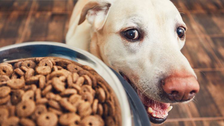 WATCH: The times they are a changin’ when it comes to protein production, says Bond Pet Foods