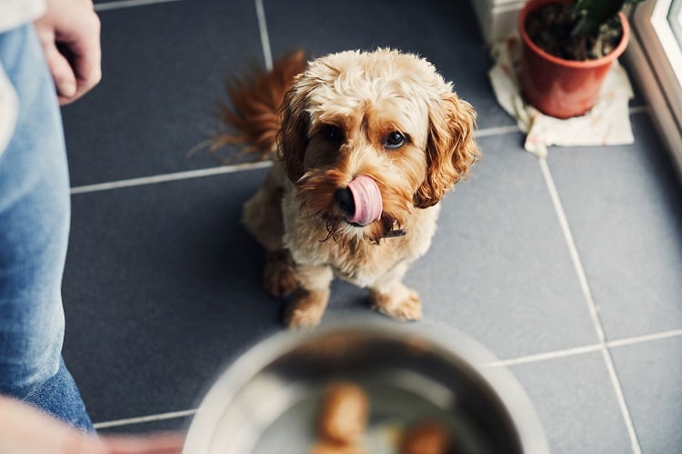 pet-food-Sally-Anscombe.jpg