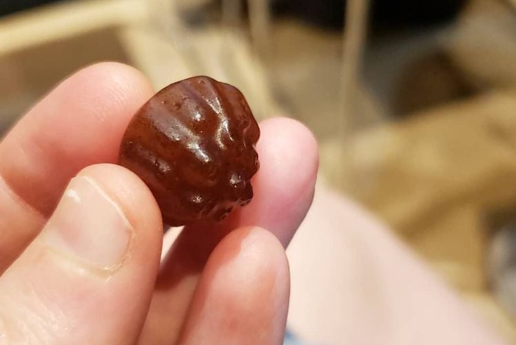 Gummy-Hoppers-Hargol-FoodTech.jpg