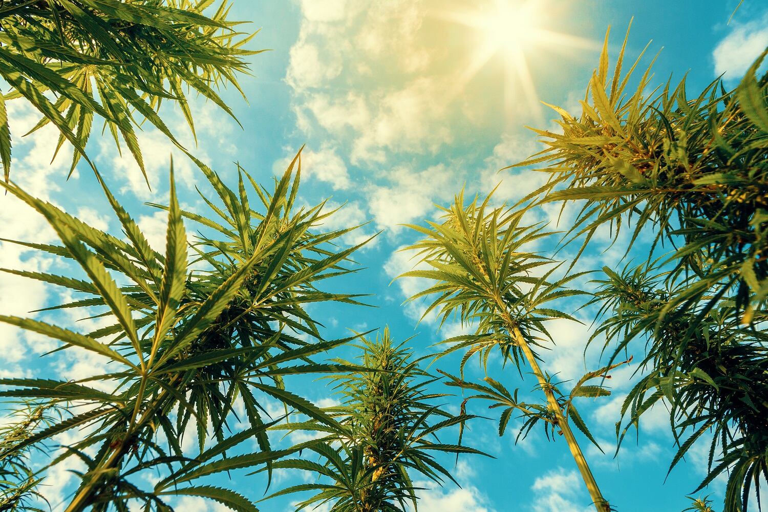 CBD safety: Large-scale study finds no evidence of liver toxicity from oral CBD products