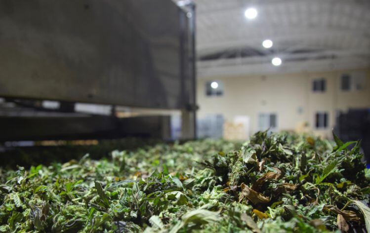 HEMP8 deploys novel drying technology to transform hemp-derived CBD industry