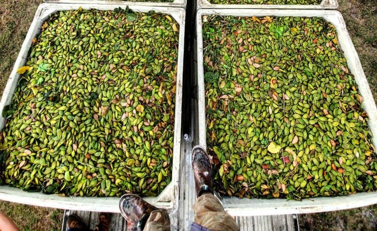 New-kid-on-the-plant-based-block-TerViva-to-commercialize-oils-2022-and-proteins-2023-from-Pongamia-trees.jpg