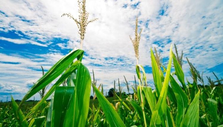 Corn protein is allergy-friendly, and has ‘interesting functional benefits,’ says Cargill  