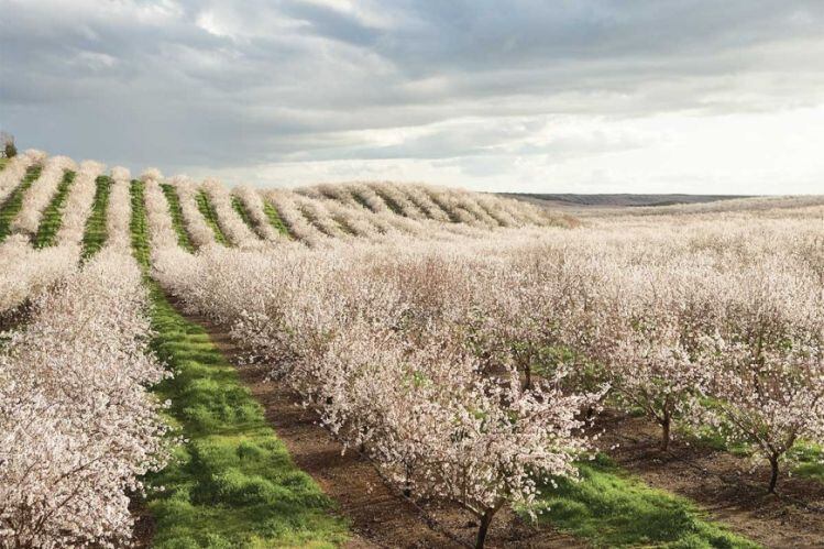 Almond-blossom.jpg