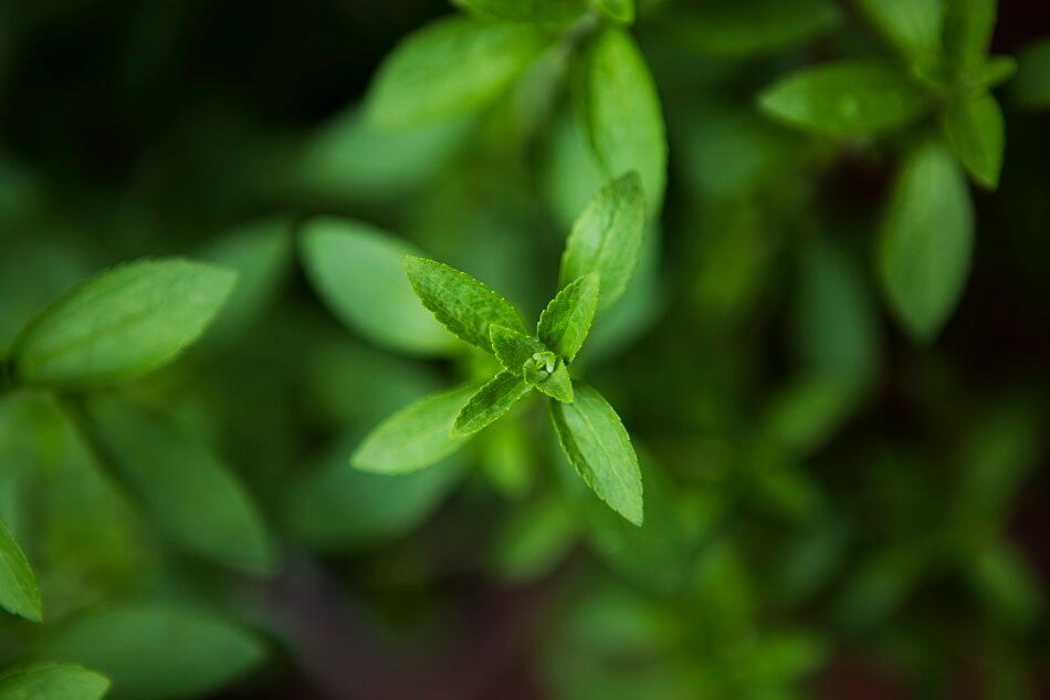 FDA issues GRAS no objections letter for SweeGen Bestevia Reb E sweetener