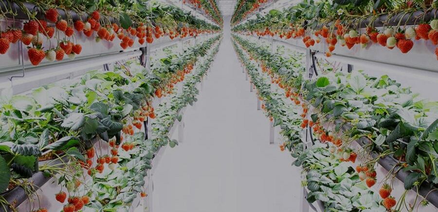 Oishii continues to sidestep struggles plaguing vertical farms, taps CPG veteran to further fuel growth