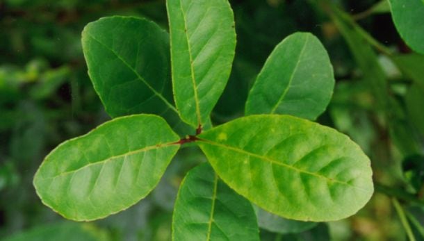 Guayakiyerba-mate-leaves.jpg