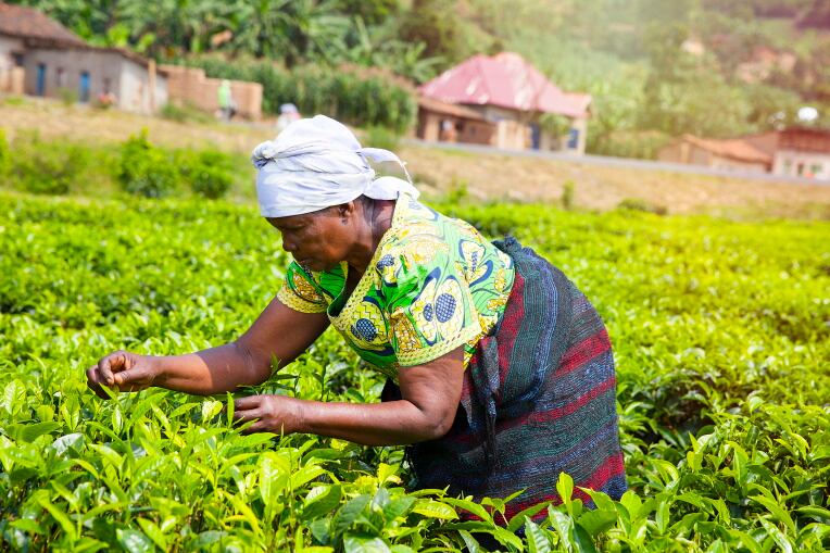 GettyImages-stellalevi-africa-farmer-tea.jpg