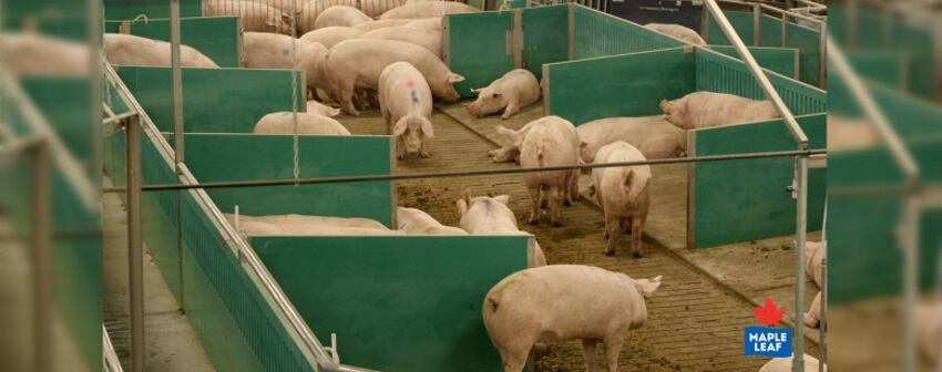 Maple Leaf Foods introduces sow open house system