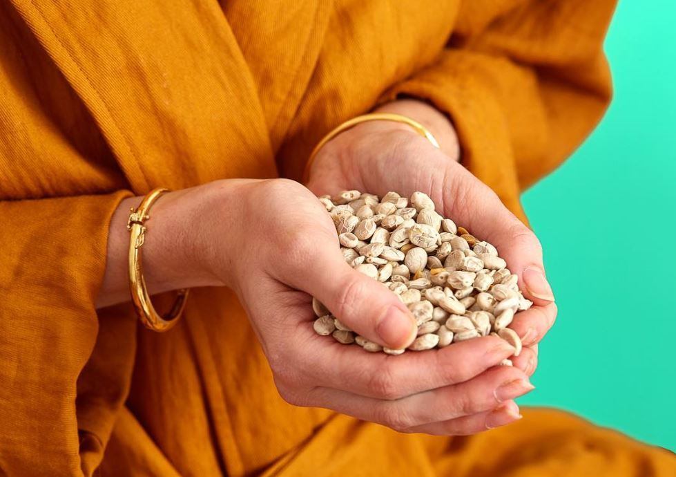 Super legume? Five Sun Foods prepares for nationwide US launch of Andean Lupin
