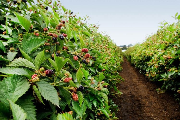 Driscoll-s-Blackberries.jpg