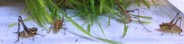 grasshoppers.jpg