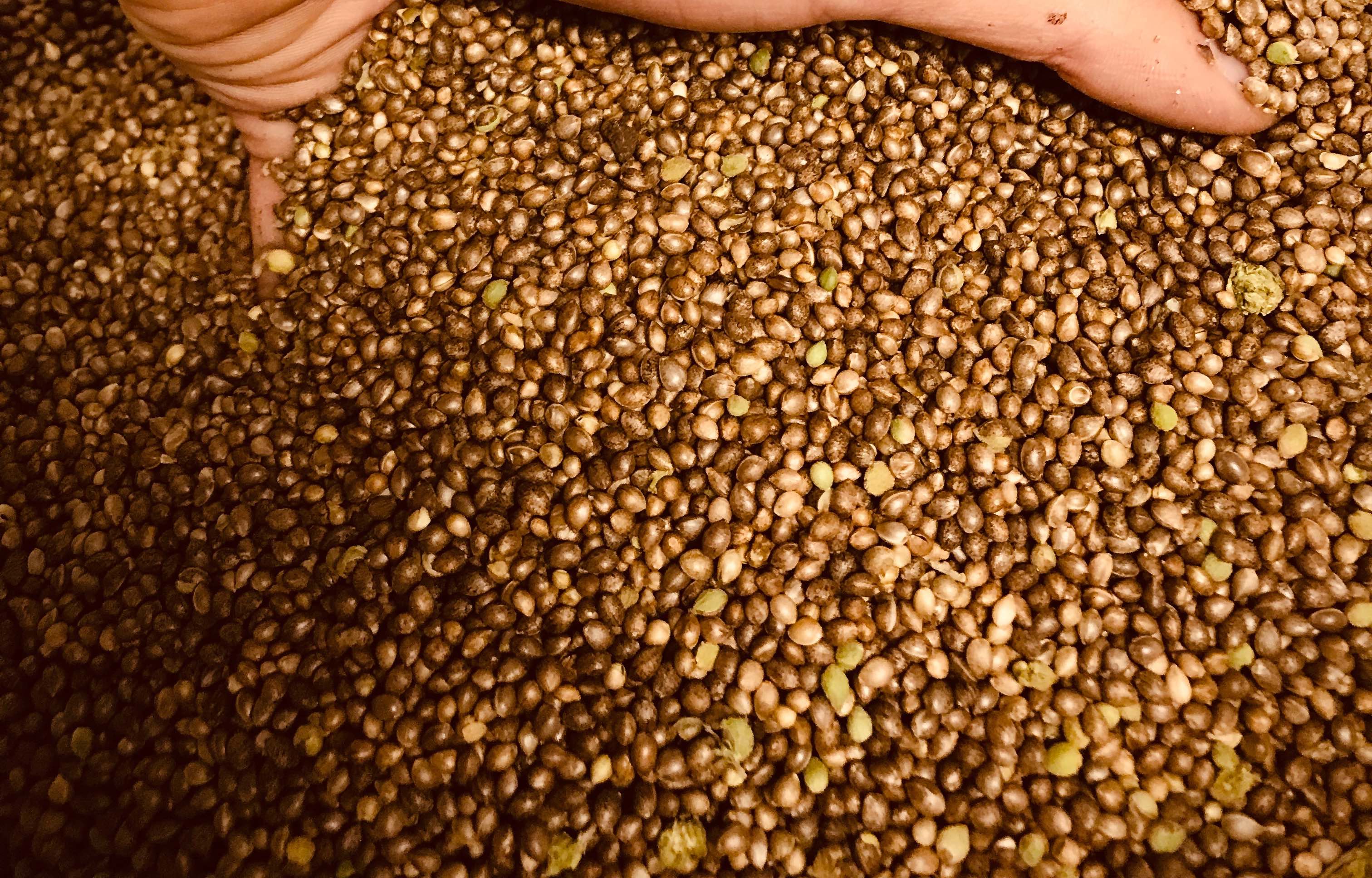 Large-Colorado-CBD-producer-announces-program-to-keep-hemp-farmers-in-market.jpg