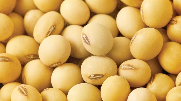 Soybean.png