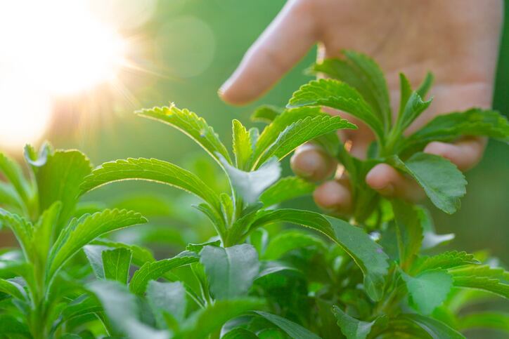 Stevia