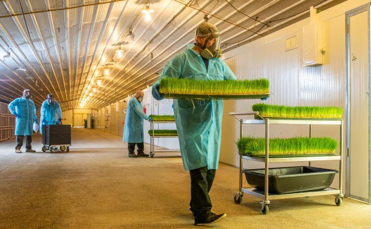 Edible Insects in focus part IV. Hargol FoodTech: Grasshoppers, gummies, and patience…