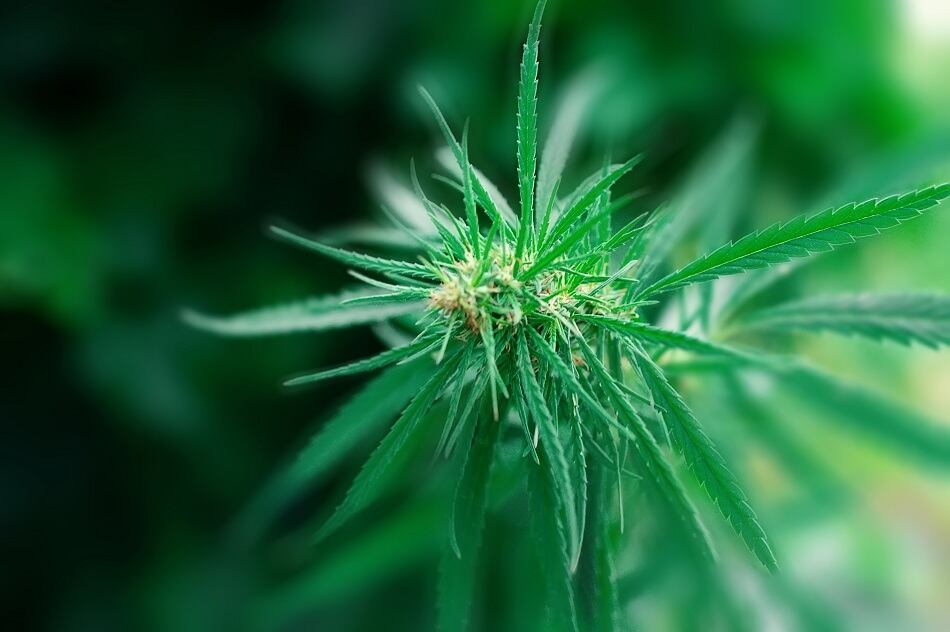 CBD awareness on the rise, sparking need for consumer education, reports A.T. Kearney