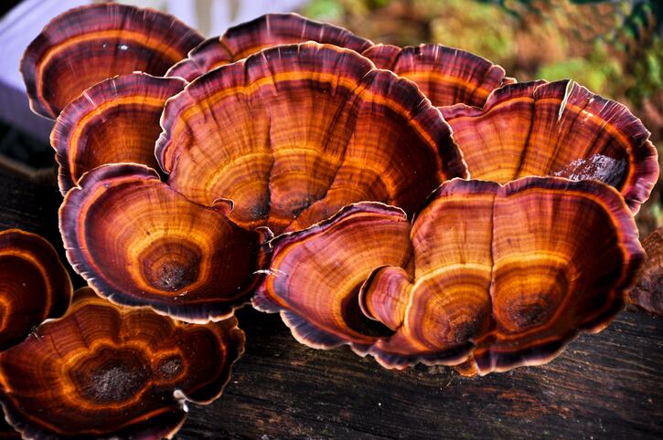 Reishi-mushroom-GettyImages-9770880_224.jpg