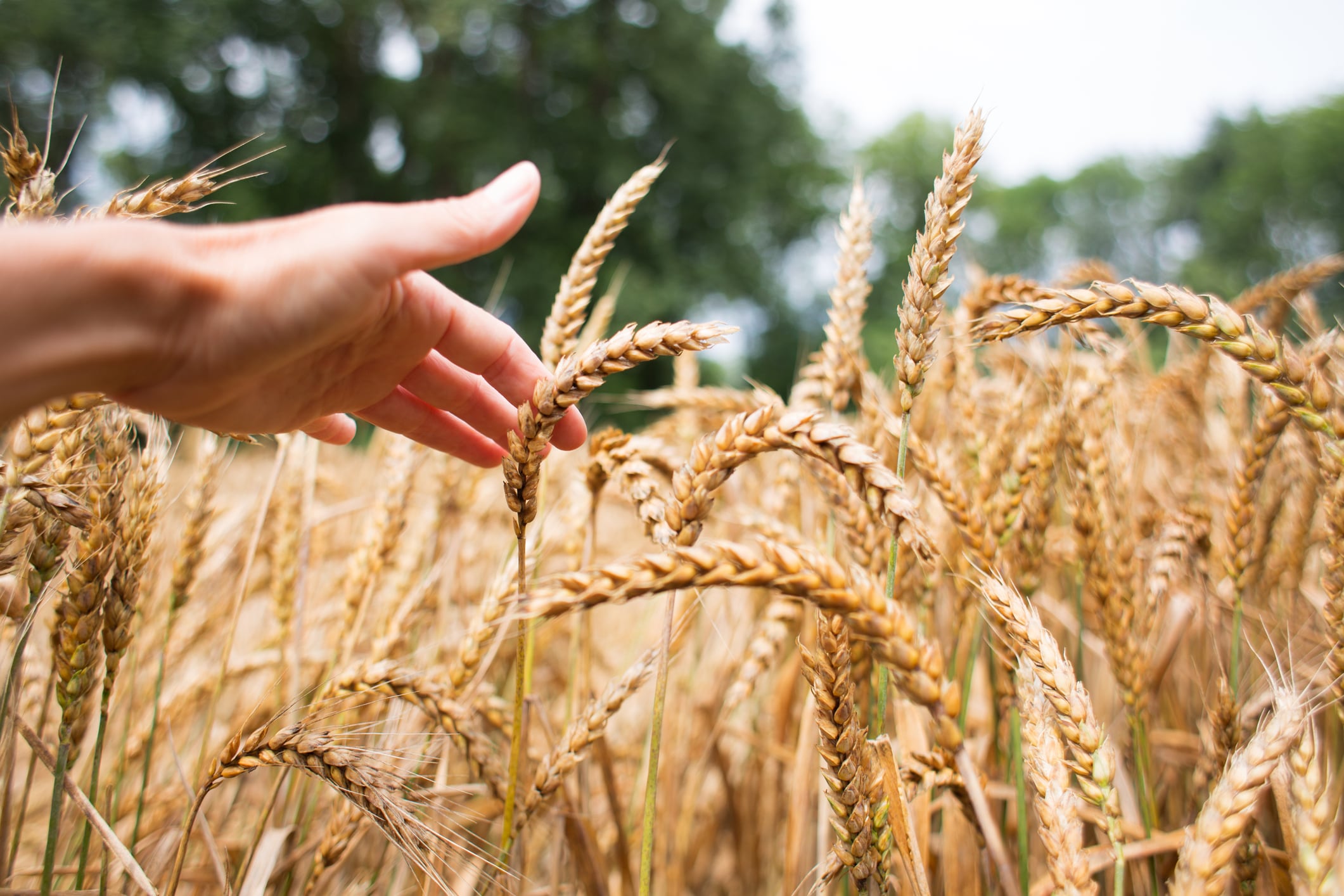 Woman's hand brushing through ripe wheat field