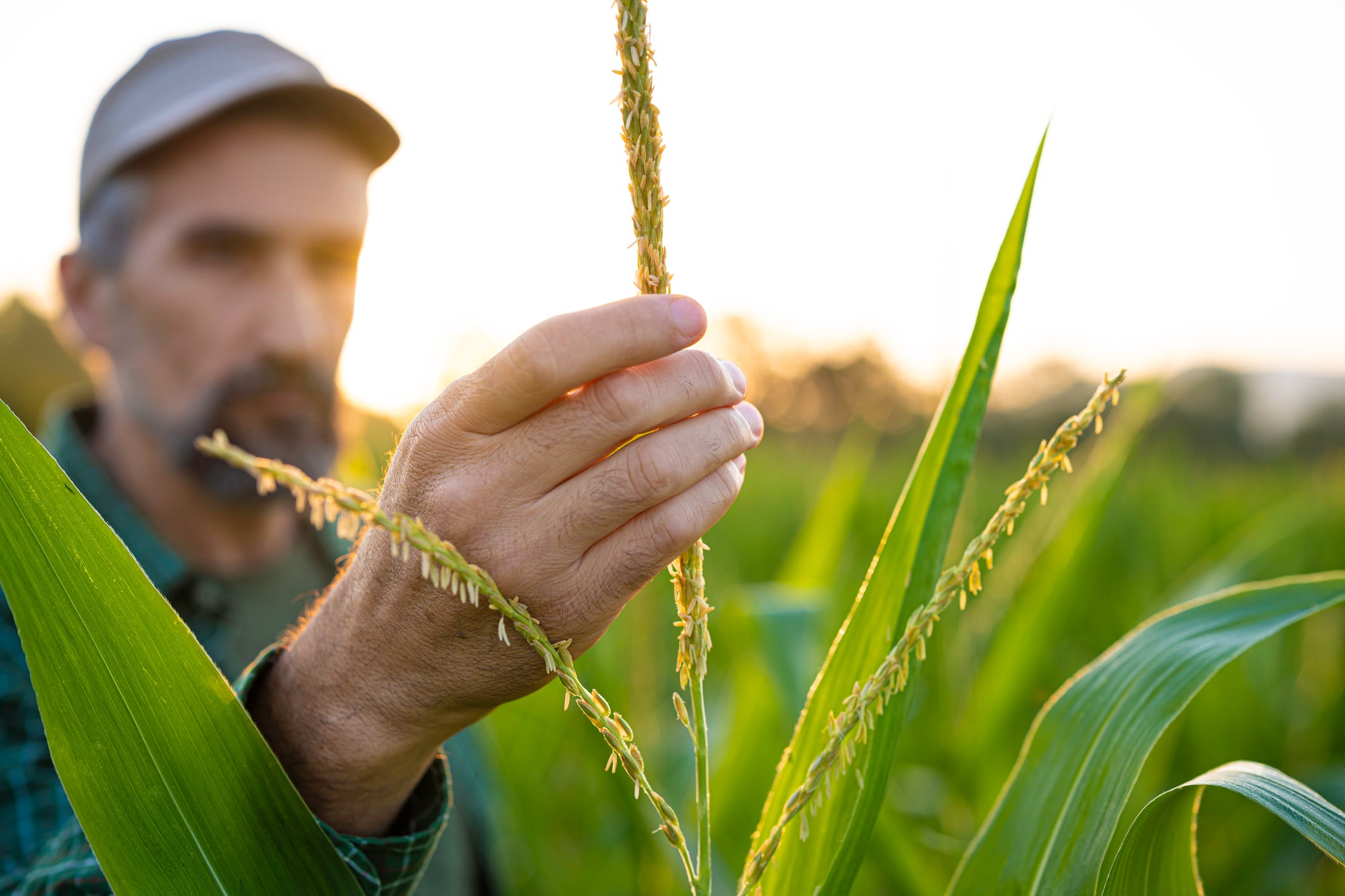 Regen ag could make EU farming carbon negative