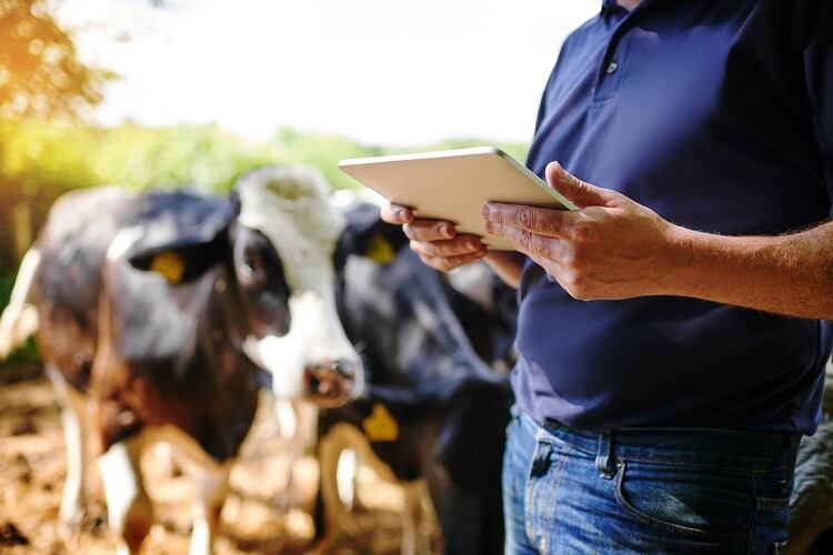 GettyImages-PeopleImages-cow-tech-digital-dairy.jpg