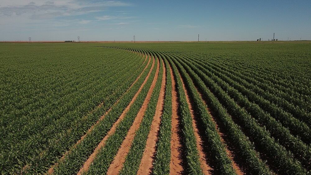 Equinom enters US market with non-GMO seed breeding technology
