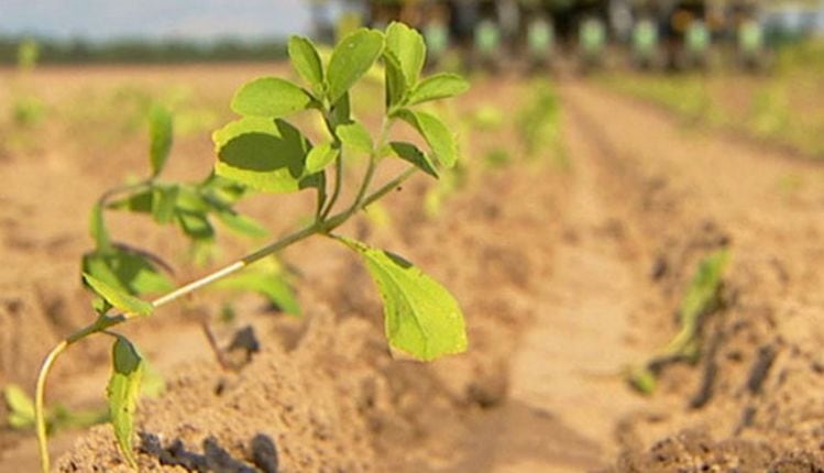 Sweet-Green-Fields-and-Tate-Lyle-introduce-glycosylated-stevia-extract-that-can-be-labeled-as-natural-flavor.jpg