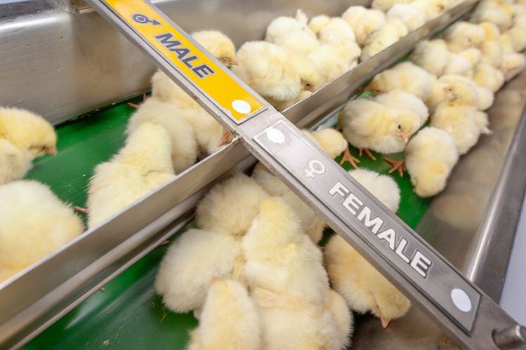 male-chicks-Gettyimages-chayakorn-lotongkum.jpg