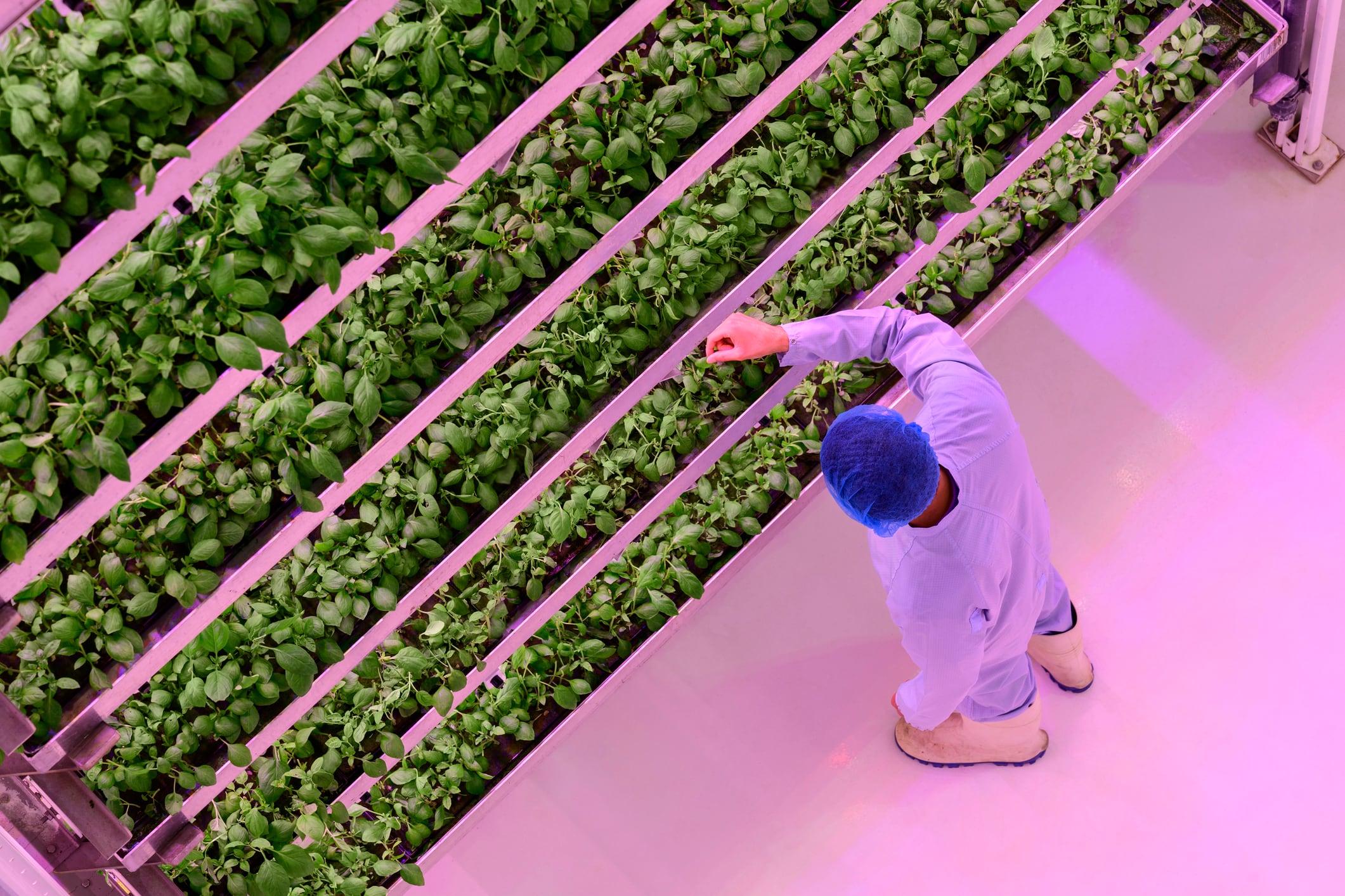 Vertical farming’s path to profitability, long-term planning and M&A shifts
