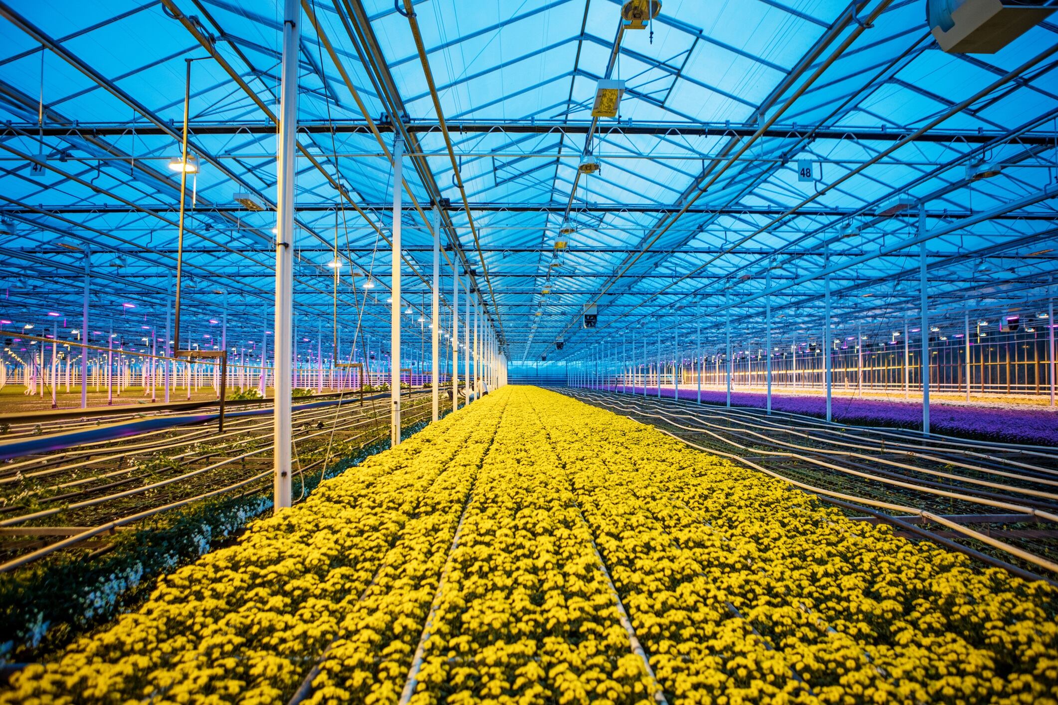 Out of the wild: Increase of botanicals in cultivation not linked to conservation status 