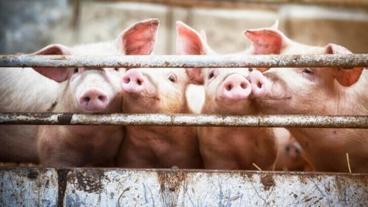 Prop 12 ban on food from animals in 'extreme confinement' goes into effect despite ongoing pushback
